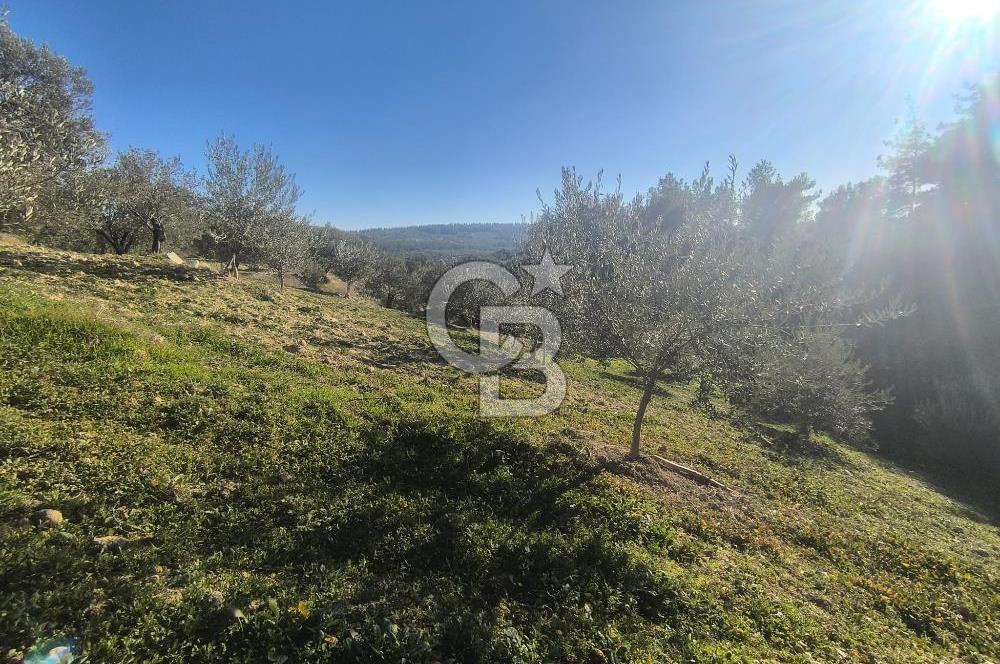 EVONA'DAN AKHİSAR ÇOBANHASAN'DA 4.712 M2 SATILIK TARLA