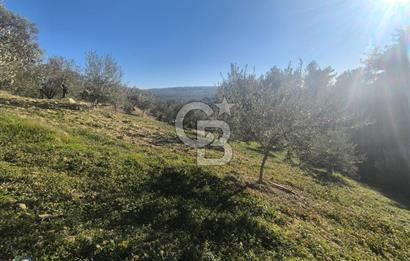 EVONA'DAN AKHİSAR ÇOBANHASAN'DA 4.712 M2 SATILIK TARLA