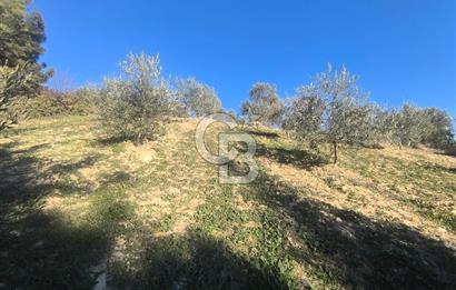 EVONA'DAN AKHİSAR ÇOBANHASAN'DA 4.712 M2 SATILIK TARLA