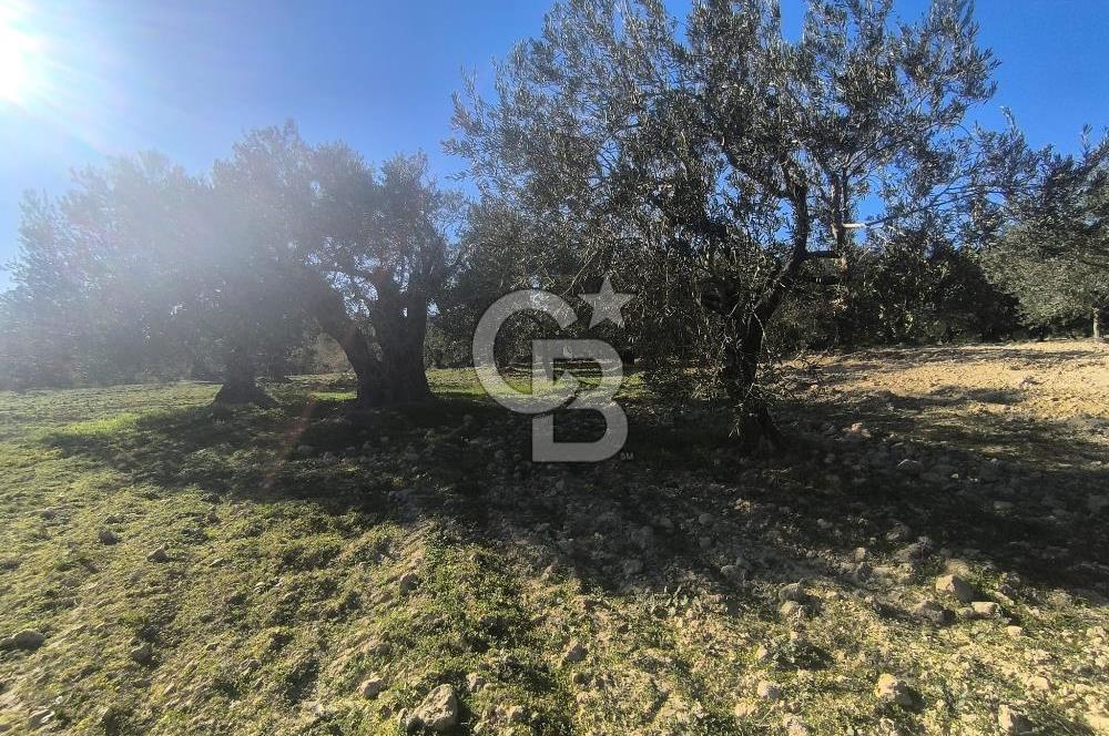 EVONA'DAN AKHİSAR ÇOBANHASAN'DA 4.712 M2 SATILIK TARLA