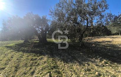 EVONA'DAN AKHİSAR ÇOBANHASAN'DA 4.712 M2 SATILIK TARLA