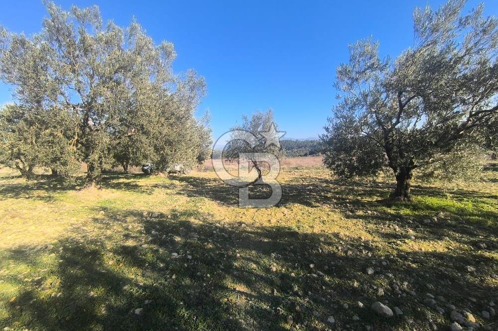 EVONA'DAN AKHİSAR ÇOBANHASAN'DA 4.712 M2 SATILIK TARLA