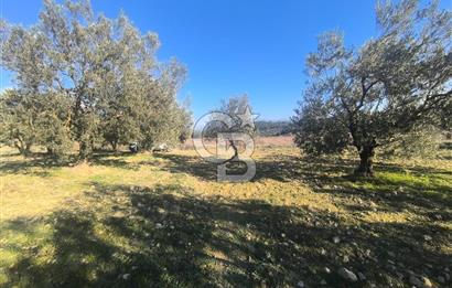 EVONA'DAN AKHİSAR ÇOBANHASAN'DA 4.712 M2 SATILIK TARLA