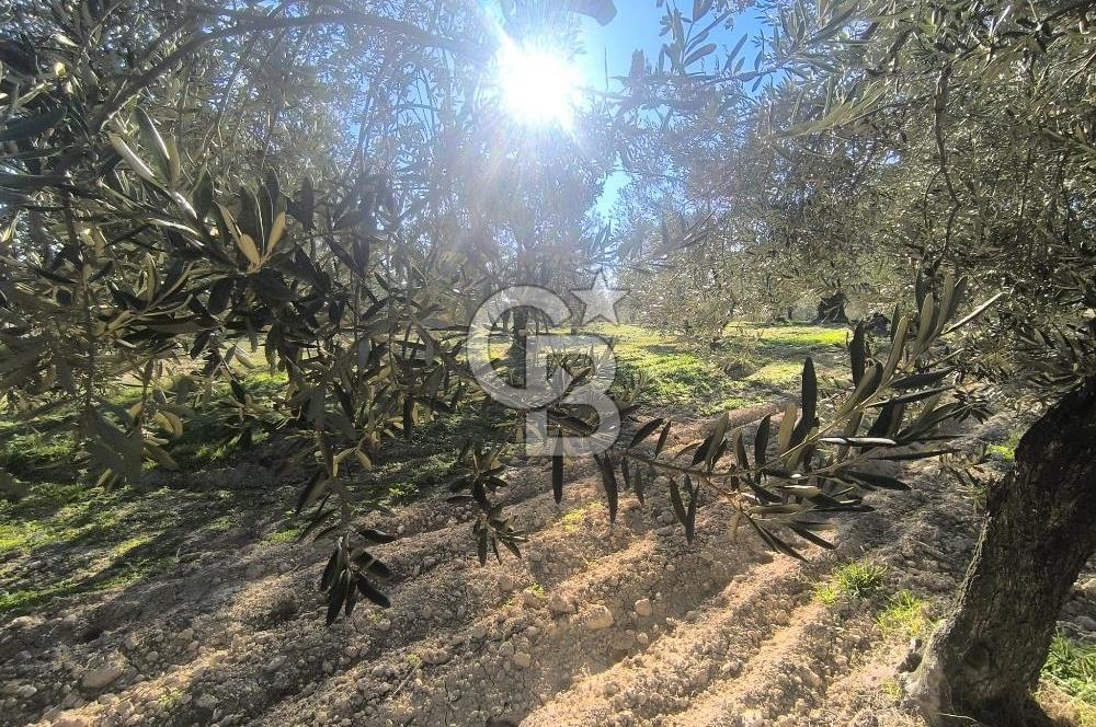 EVONA'DAN AKHİSAR ÇOBANHASAN'DA 4.712 M2 SATILIK TARLA