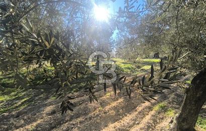 EVONA'DAN AKHİSAR ÇOBANHASAN'DA 4.712 M2 SATILIK TARLA