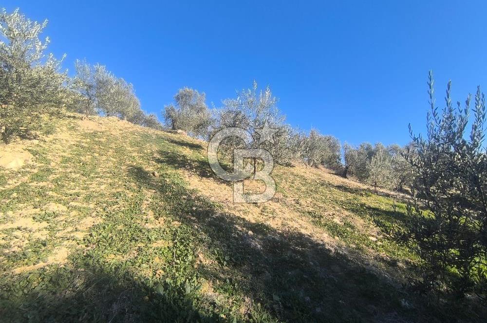 EVONA'DAN AKHİSAR ÇOBANHASAN'DA 4.712 M2 SATILIK TARLA