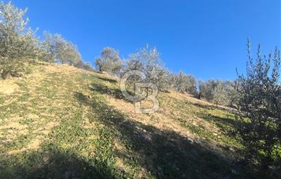 EVONA'DAN AKHİSAR ÇOBANHASAN'DA 4.712 M2 SATILIK TARLA