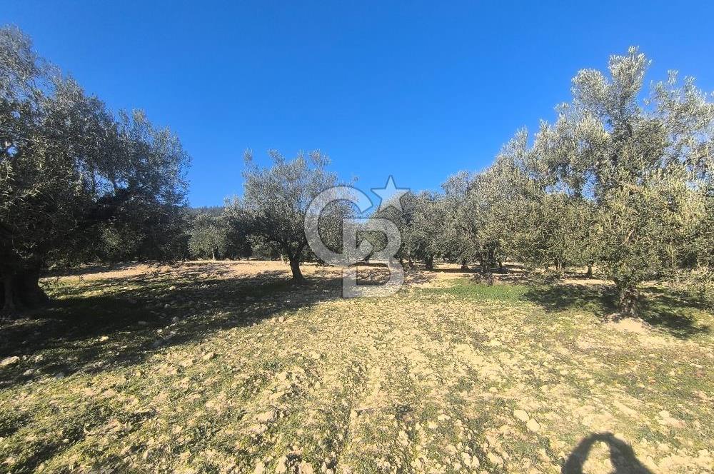 EVONA'DAN AKHİSAR ÇOBANHASAN'DA 4.712 M2 SATILIK TARLA