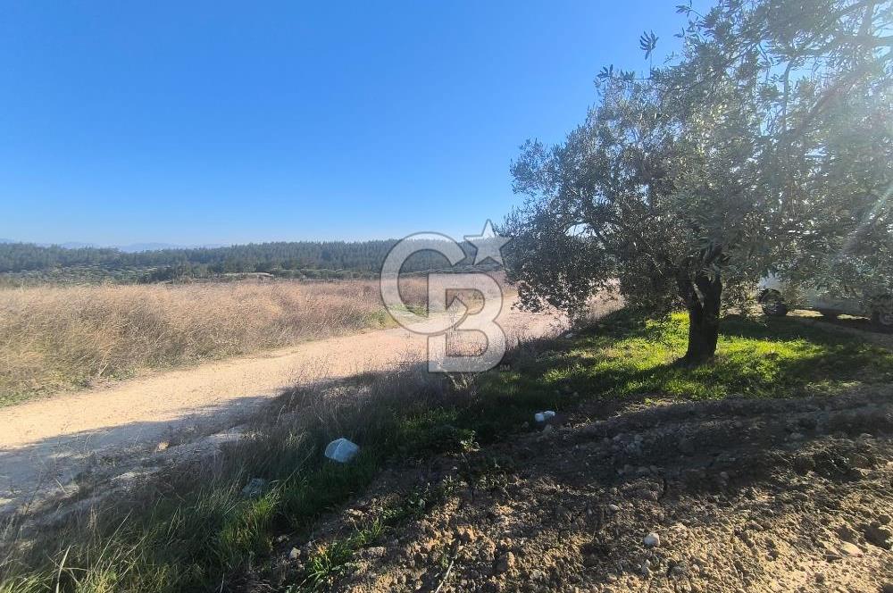 EVONA'DAN AKHİSAR ÇOBANHASAN'DA 4.712 M2 SATILIK TARLA