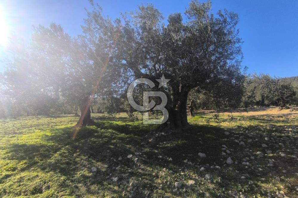 EVONA'DAN AKHİSAR ÇOBANHASAN'DA 4.712 M2 SATILIK TARLA