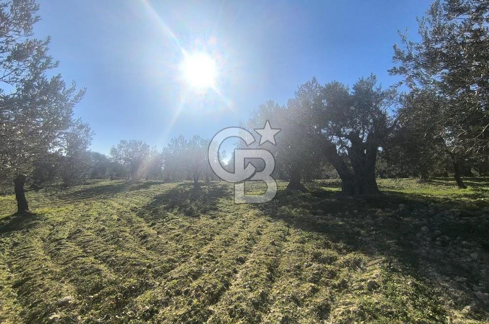 EVONA'DAN AKHİSAR ÇOBANHASAN'DA 4.712 M2 SATILIK TARLA