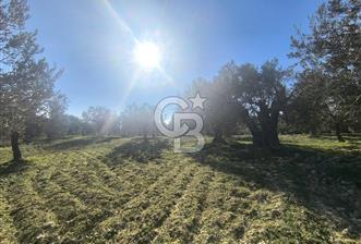 EVONA'DAN AKHİSAR ÇOBANHASAN'DA 4.712 M2 SATILIK TARLA - 5 - 334157