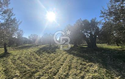 EVONA'DAN AKHİSAR ÇOBANHASAN'DA 4.712 M2 SATILIK TARLA