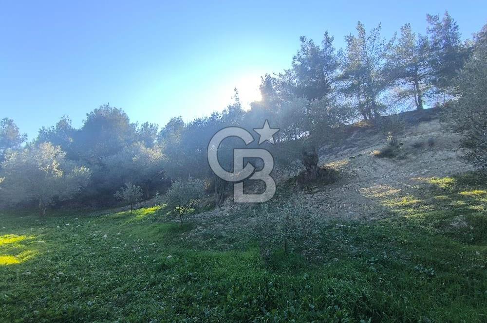 EVONA'DAN AKHİSAR ÇOBANHASAN'DA 4.712 M2 SATILIK TARLA