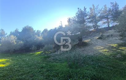 EVONA'DAN AKHİSAR ÇOBANHASAN'DA 4.712 M2 SATILIK TARLA