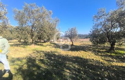 EVONA'DAN AKHİSAR ÇOBANHASAN'DA 4.712 M2 SATILIK TARLA