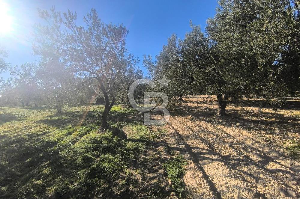 EVONA'DAN AKHİSAR ÇOBANHASAN'DA 4.712 M2 SATILIK TARLA