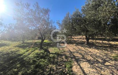 EVONA'DAN AKHİSAR ÇOBANHASAN'DA 4.712 M2 SATILIK TARLA