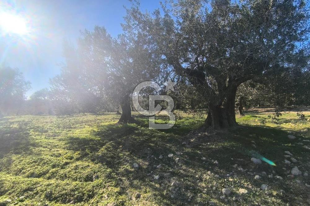 EVONA'DAN AKHİSAR ÇOBANHASAN'DA 4.712 M2 SATILIK TARLA