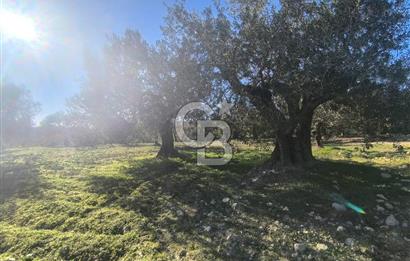 EVONA'DAN AKHİSAR ÇOBANHASAN'DA 4.712 M2 SATILIK TARLA