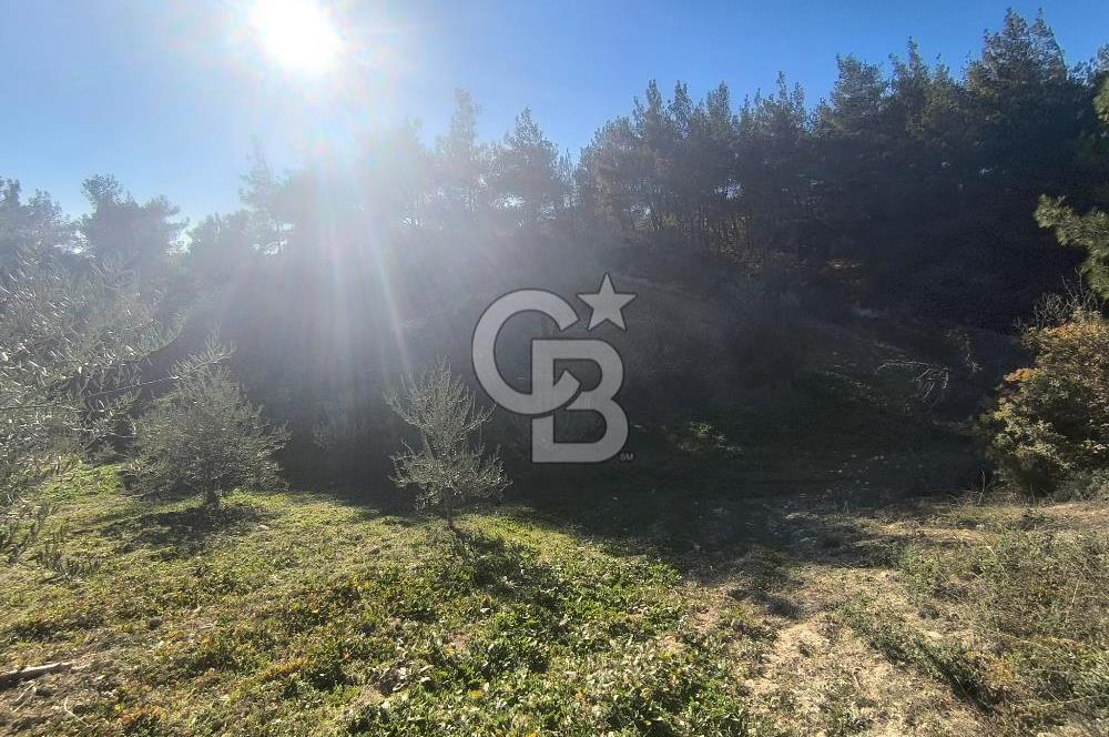 EVONA'DAN AKHİSAR ÇOBANHASAN'DA 4.712 M2 SATILIK TARLA