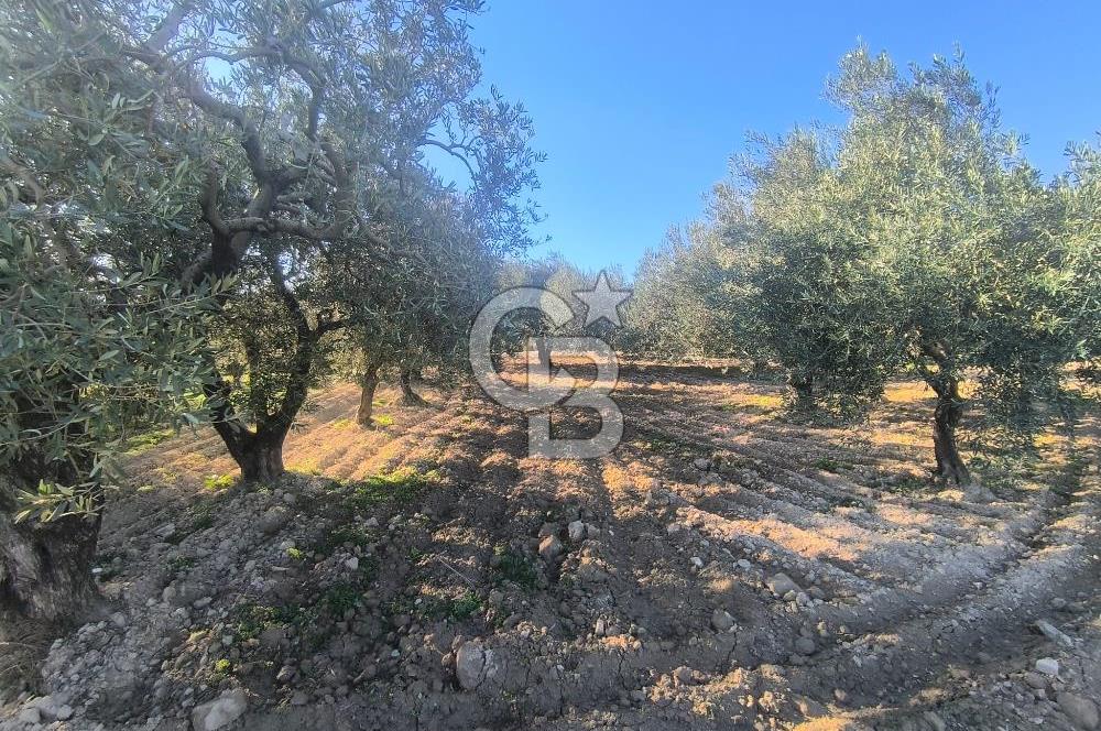 EVONA'DAN AKHİSAR ÇOBANHASAN'DA 4.712 M2 SATILIK TARLA