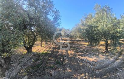 EVONA'DAN AKHİSAR ÇOBANHASAN'DA 4.712 M2 SATILIK TARLA