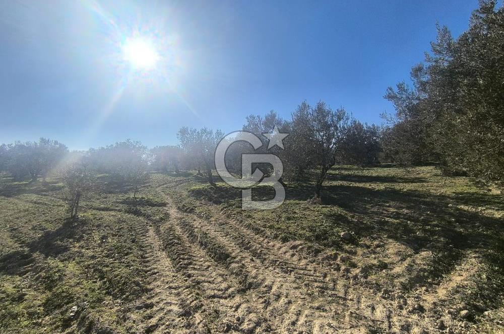 EVONA'DAN AKHİSAR ÇOBANHASAN'DA 4.712 M2 SATILIK TARLA