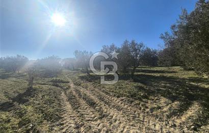 EVONA'DAN AKHİSAR ÇOBANHASAN'DA 4.712 M2 SATILIK TARLA