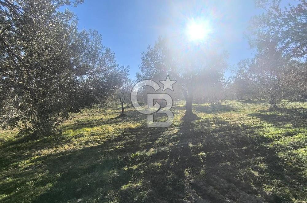 EVONA'DAN AKHİSAR ÇOBANHASAN'DA 4.712 M2 SATILIK TARLA