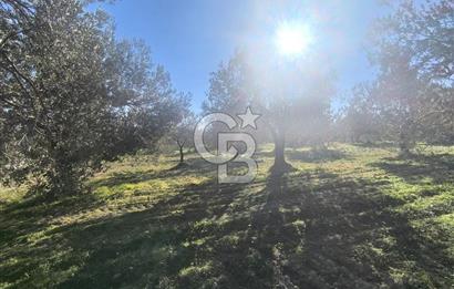 EVONA'DAN AKHİSAR ÇOBANHASAN'DA 4.712 M2 SATILIK TARLA