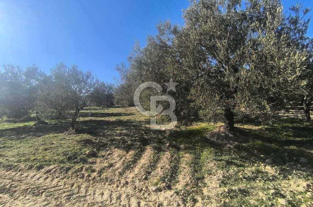 EVONA'DAN AKHİSAR ÇOBANHASAN'DA 4.712 M2 SATILIK TARLA