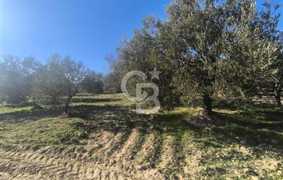 EVONA'DAN AKHİSAR ÇOBANHASAN'DA 4.712 M2 SATILIK TARLA