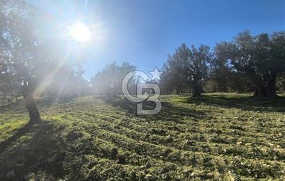 EVONA'DAN AKHİSAR ÇOBANHASAN'DA 4.712 M2 SATILIK TARLA