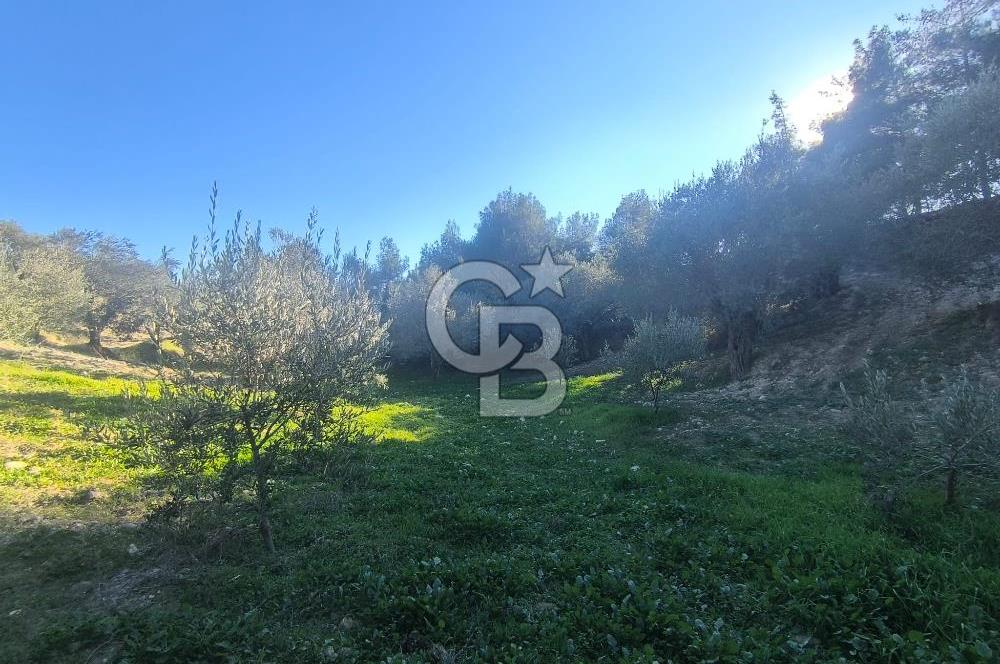 EVONA'DAN AKHİSAR ÇOBANHASAN'DA 4.712 M2 SATILIK TARLA