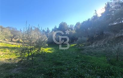 EVONA'DAN AKHİSAR ÇOBANHASAN'DA 4.712 M2 SATILIK TARLA