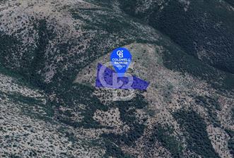 Milas Kalınağıl Köyü Satılık Bakımlı Zeytinlik - 4 - 334184