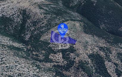 Milas Kalınağıl Köyü Satılık Bakımlı Zeytinlik