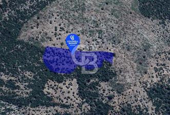 Milas Kalınağıl Köyü Satılık Zeytinlik - 3 - 334186