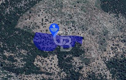 Milas Kalınağıl Köyü Satılık Zeytinlik