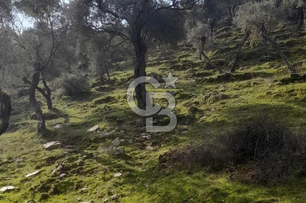 Milas Kafaca Köyü Satılık Bakımlı Zeytinlik