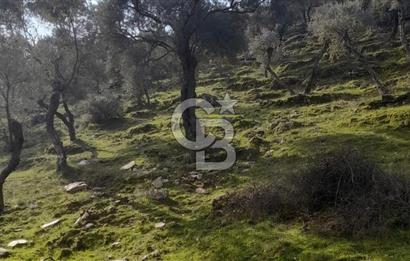 Milas Kafaca Köyü Satılık Bakımlı Zeytinlik