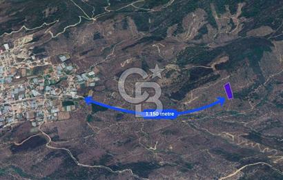 Milas Kafaca Köyü Satılık Bakımlı Zeytinlik