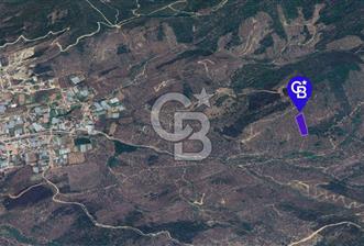 Milas Kafaca Köyü Satılık Bakımlı Zeytinlik - 2 - 334229