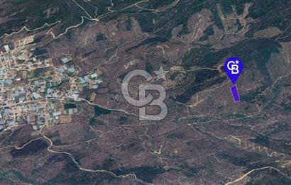 Milas Kafaca Köyü Satılık Bakımlı Zeytinlik