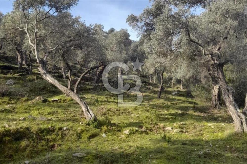 Milas Kafaca Köyü Satılık Bakımlı Zeytinlik