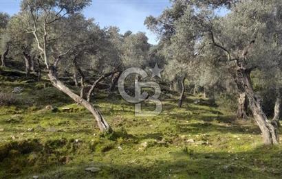 Milas Kafaca Köyü Satılık Bakımlı Zeytinlik