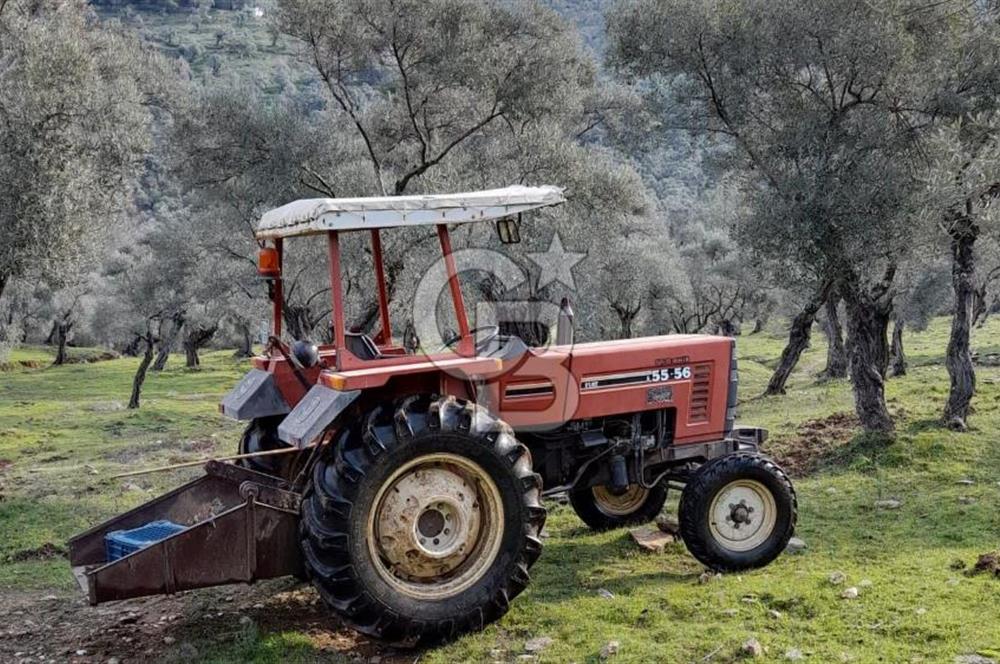 Milas Kafaca Köyü Satılık Bakımlı Zeytinlik