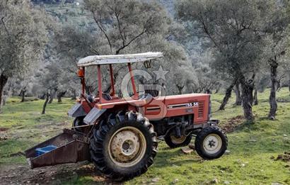 Milas Kafaca Köyü Satılık Bakımlı Zeytinlik