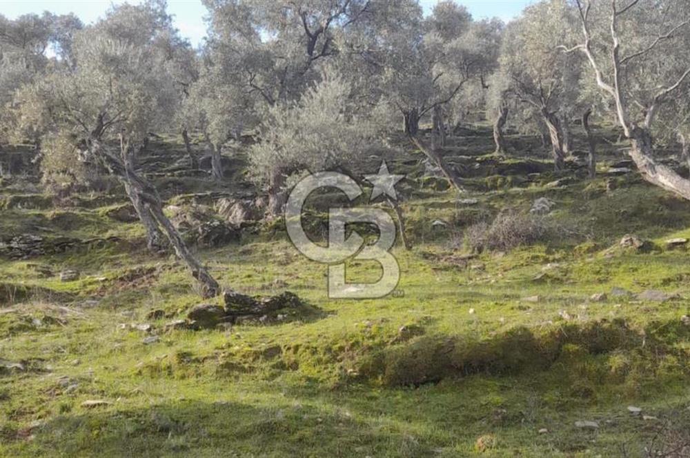 Milas Kafaca Köyü Satılık Bakımlı Zeytinlik